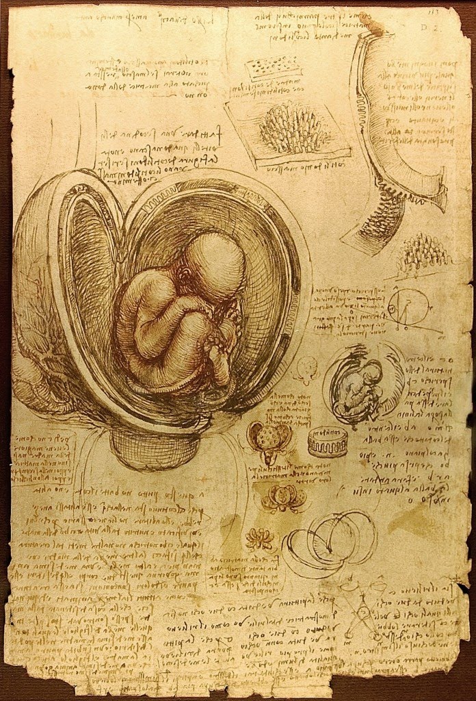 da_vinci_studies_of_embryos-696x1024